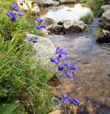 zvonek český <i>(Campanula bohemica)</i> / Habitus