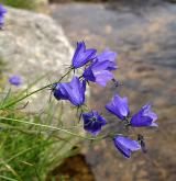 zvonek český <i>(Campanula bohemica)</i> / Květ/Květenství