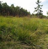 Subalpínské vysokostébelné trávníky <i>(Calamagrostion villosae)</i> / Porost