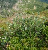 jeřáb mišpulka <i>(Sorbus chamaemespilus)</i> / Habitus