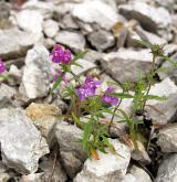 konopice úzkolistá <i>(Galeopsis angustifolia)</i> / Habitus