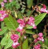 netýkavka žláznatá <i>(Impatiens glandulifera)</i>