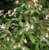 netýkavka žláznatá <i>(Impatiens glandulifera)</i>