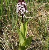 vstavač nachový  <i>(Orchis purpurea)</i> / Habitus
