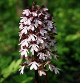 vstavač nachový  <i>(Orchis purpurea)</i> / Květ/Květenství