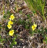 devaterník velkokvětý <i>(Helianthemum grandiflorum)</i> / Habitus