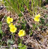 devaterník velkokvětý <i>(Helianthemum grandiflorum)</i> / Habitus