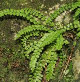 sleziník zelený <i>(Asplenium viride)</i> / Květ/Květenství