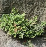 sleziník routička <i>(Asplenium ruta-muraria)</i> / Habitus