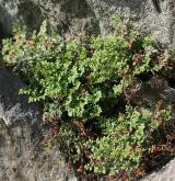 sleziník routička <i>(Asplenium ruta-muraria)</i> / Habitus