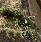 sleziník červený <i>(Asplenium trichomanes)</i> / Habitus