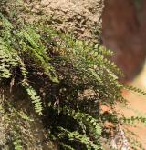 sleziník červený <i>(Asplenium trichomanes)</i> / Habitus