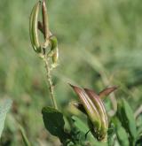 kozinec sladký <i>(Astragalus glycyphyllos)</i> / Plod