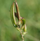 kozinec sladký <i>(Astragalus glycyphyllos)</i> / Plod