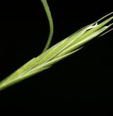 válečka lesní <i>(Brachypodium sylvaticum)</i> / Květ/Květenství