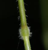 válečka lesní <i>(Brachypodium sylvaticum)</i> / Stonek