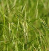 sveřep jalový <i>(Bromus sterilis)</i> / Habitus