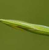 sveřep jalový <i>(Bromus sterilis)</i> / Plod