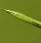 sveřep jalový <i>(Bromus sterilis)</i> / Plod