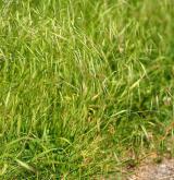 sveřep jalový <i>(Bromus sterilis)</i> / Habitus