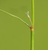 sveřep jalový <i>(Bromus sterilis)</i> / Ostatní