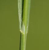 sveřep jalový <i>(Bromus sterilis)</i> / List