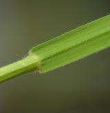 sveřep jalový <i>(Bromus sterilis)</i> / List