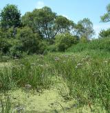 Vegetace mohutných bažinných bylin v periodicky vysychajících vodách <i>(Eleocharito palustris-Sagittarion sagittifoliae)</i>