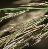 třtina pobřežní <i>(Calamagrostis pseudophragmites)</i> / Plod