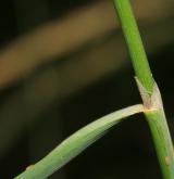 třtina pobřežní <i>(Calamagrostis pseudophragmites)</i> / List