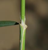 třtina pobřežní <i>(Calamagrostis pseudophragmites)</i> / List