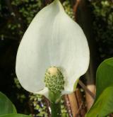 ďáblík bahenní <i>(Calla palustris)</i> / Květ/Květenství
