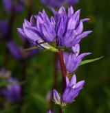 zvonek klubkatý <i>(Campanula glomerata)</i> / Květ/Květenství