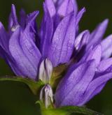 zvonek klubkatý <i>(Campanula glomerata)</i> / Květ/Květenství