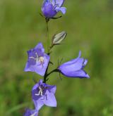 zvonek broskvolistý <i>(Campanula persicifolia)</i> / Květ/Květenství