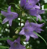 zvonek kopřivolistý <i>(Campanula trachelium)</i> / Květ/Květenství