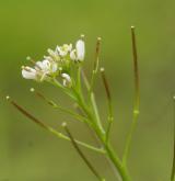řeřišnice srstnatá <i>(Cardamine hirsuta)</i> / Květ/Květenství