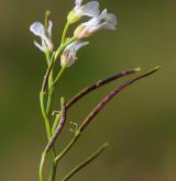 řeřišnice rýtolistá <i>(Cardamine resedifolia)</i> / Květ/Květenství