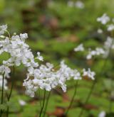 řeřišnice trojlistá <i>(Cardamine trifolia)</i> / Květ/Květenství