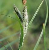 ostřice štíhlá  <i>(Carex acuta)</i> / Květ/Květenství