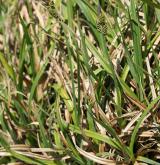 ostřice Bigelowova <i>(Carex bigelowii)</i> / Habitus