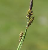 ostřice Bigelowova <i>(Carex bigelowii)</i> / Plod