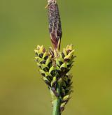 ostřice Bigelowova <i>(Carex bigelowii)</i> / Plod