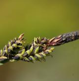 ostřice Bigelowova <i>(Carex bigelowii)</i> / Plod