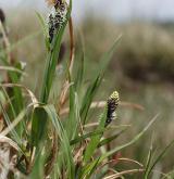 ostřice Bigelowova <i>(Carex bigelowii)</i> / Habitus