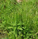 ostřice šáchorovitá <i>(Carex bohemica)</i> / Habitus