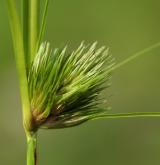 ostřice šáchorovitá <i>(Carex bohemica)</i> / Květ/Květenství