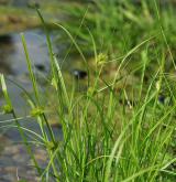 ostřice šáchorovitá <i>(Carex bohemica)</i> / Habitus