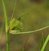 ostřice šáchorovitá <i>(Carex bohemica)</i> / Plod