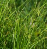 ostřice šáchorovitá <i>(Carex bohemica)</i> / Habitus